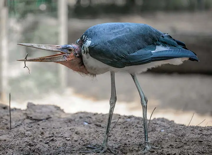 Marabou Stork Feeds